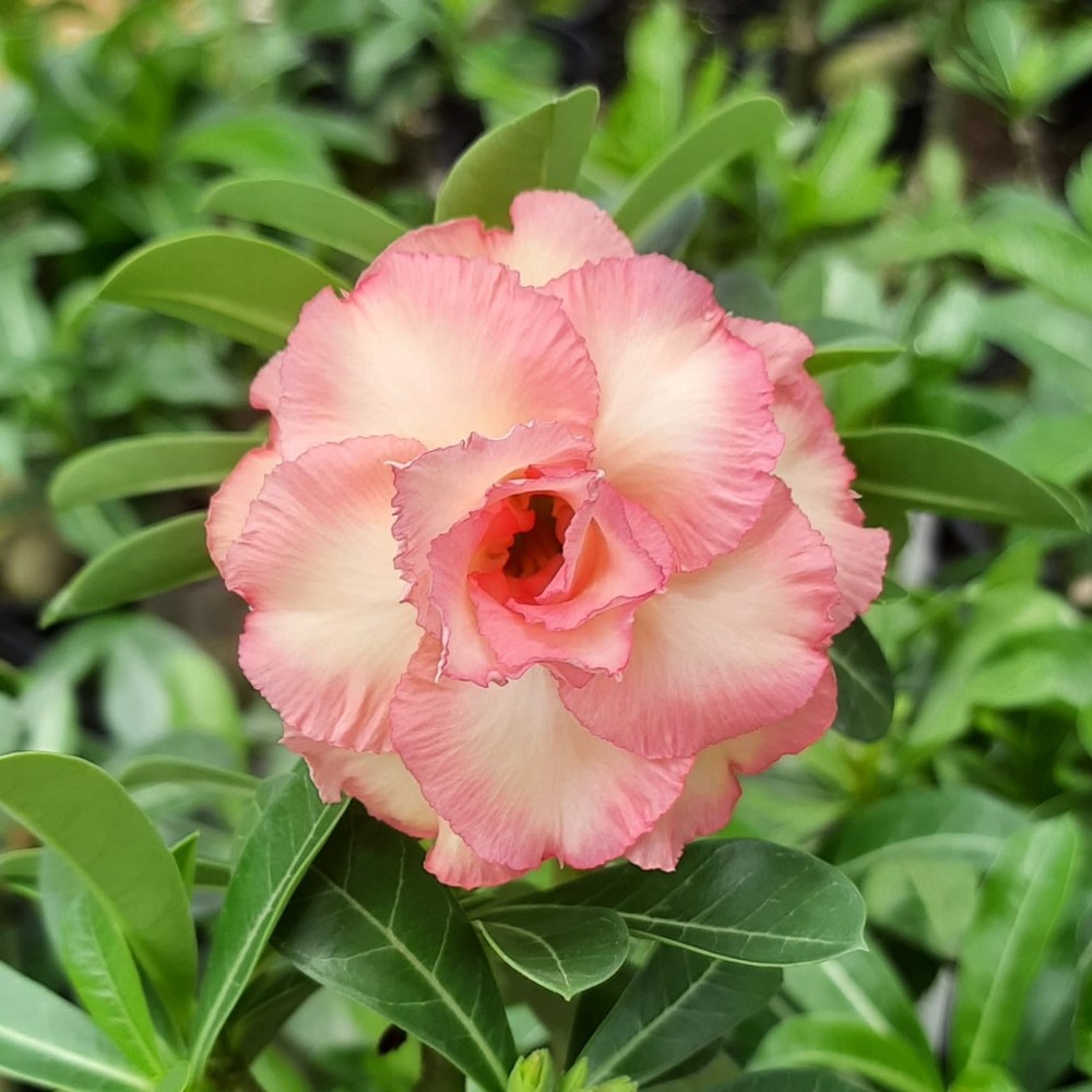 Baby- Rosa do Deserto Romantic