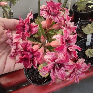 Baby - Rosa Do Deserto Ouro Mil