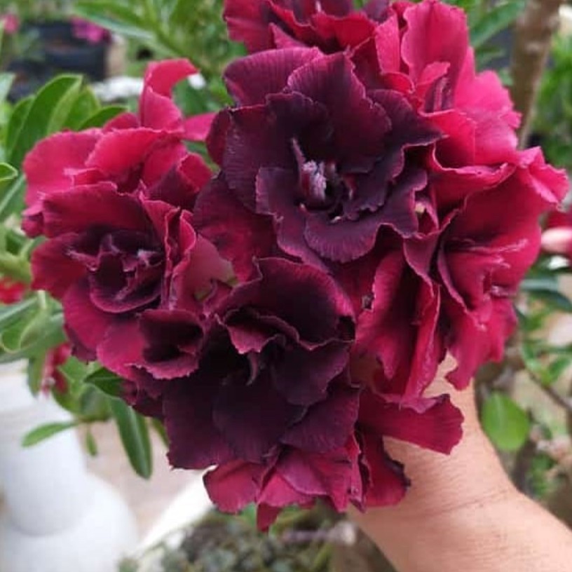 Baby - Rosa Do Deserto Steel