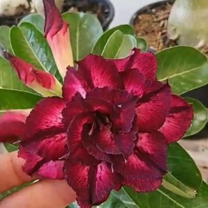 PONTA DE ESTOQUE - Baby - Rosa do Deserto LM50