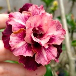 Baby - Rosa do Deserto Cherry