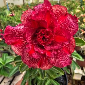 Baby - Rosa Do Deserto KR 314