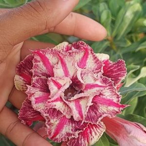 Baby - Rosa Do Deserto Kr 56