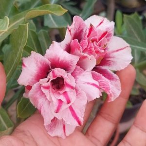 Baby - Rosa Do Deserto Kr 78