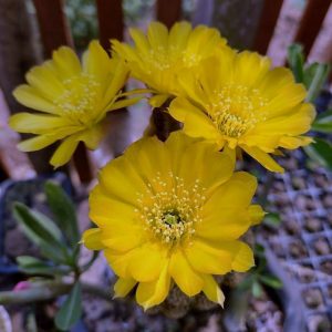 Lobivia Golden Sunrise (F18)