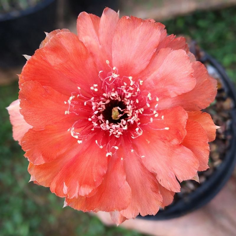 その他 botanical love Lobivia Tangerine Dream (F19) | Comprar Rosa do Deserto - Rosa do