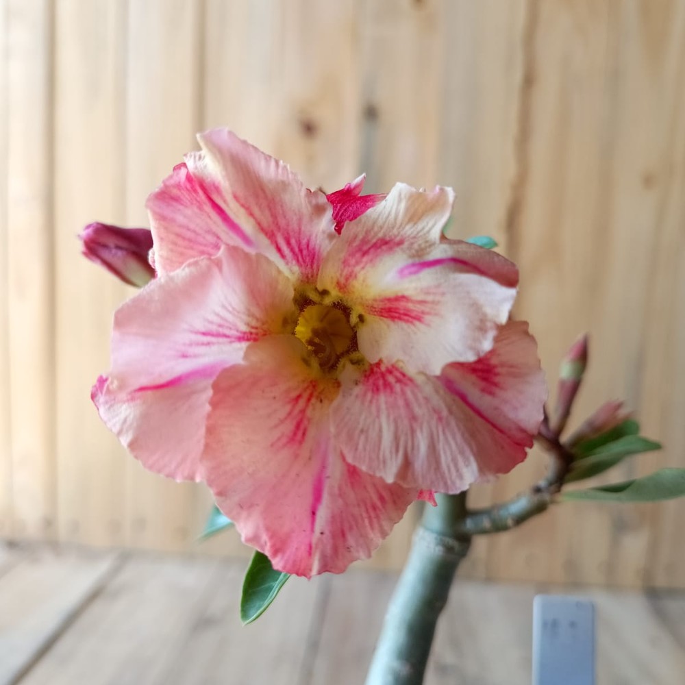 Baby - Rosa do Deserto Dominik
