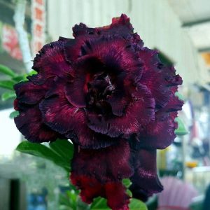 Baby - Rosa do Deserto Beauty Witch