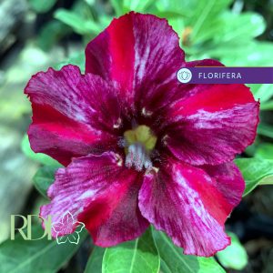Rosa do Deserto Baby - Rosa do Deserto Athennas - RDF Baby - RDF Fortaleza