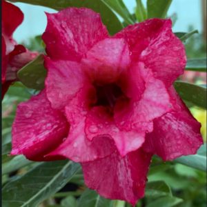 Rosa do Deserto Baby - Rosa Do Deserto Kr 396 - RDF Baby - RDF Fortaleza