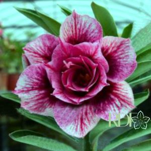 Rosa do Deserto Baby - Rosa do Deserto Hexagon Gem - RDF Baby - RDF Fortaleza
