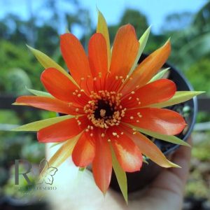 Lobivia Hibridas (F 36)