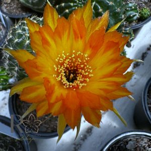 Lobivia Hibridas (WS 171)