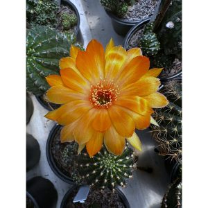 Lobivia Hibridas (WS 154)