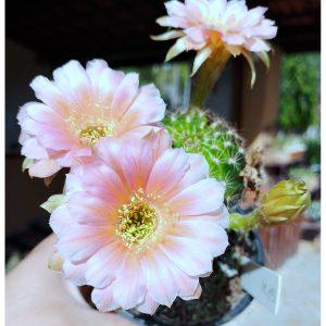 Lobivia Hibridas (SP 74)