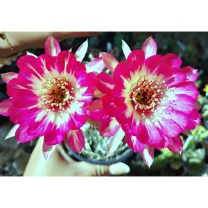 Lobivia Hibridas (ws 216)
