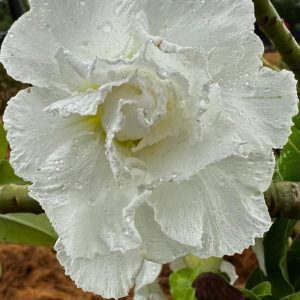 Podadinha - Rosa do Deserto White House (Branca)