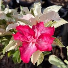 Podadinha - Rosa do Deserto Porcelana (Pink)