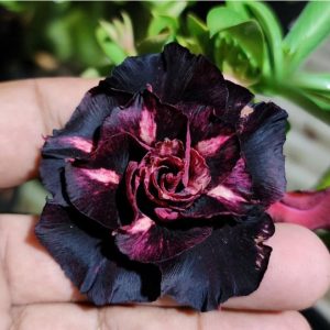 Podadinha - Rosa do Deserto Vampira (Negra)
