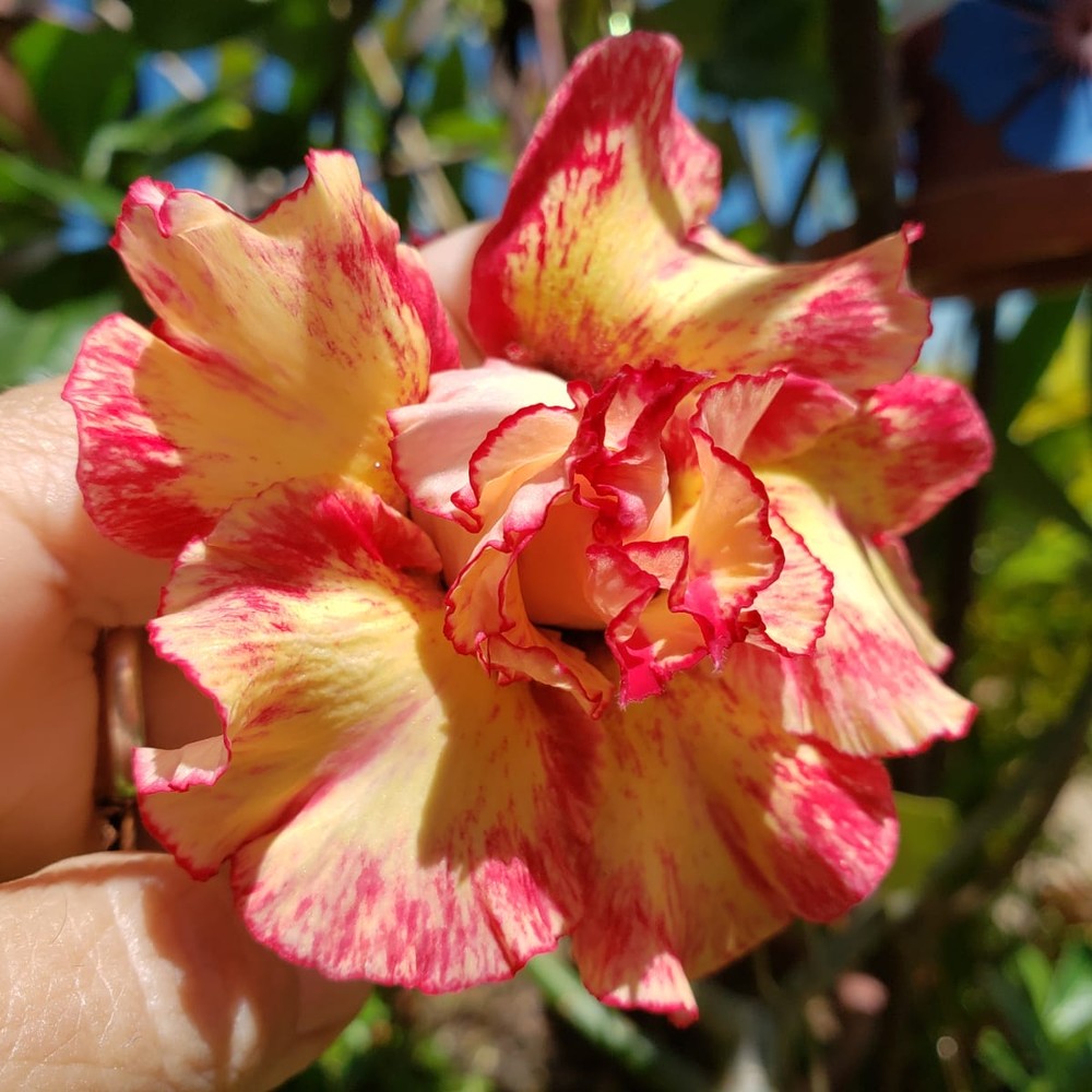 Podadinha - Rosa do Deserto Royal Sunshine (Amarela)