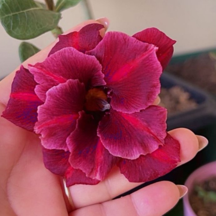 Podadinha - Rosa do Deserto Neon (Negra)