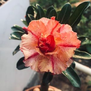Podadinha - Rosa do Deserto Huston (Laranja)