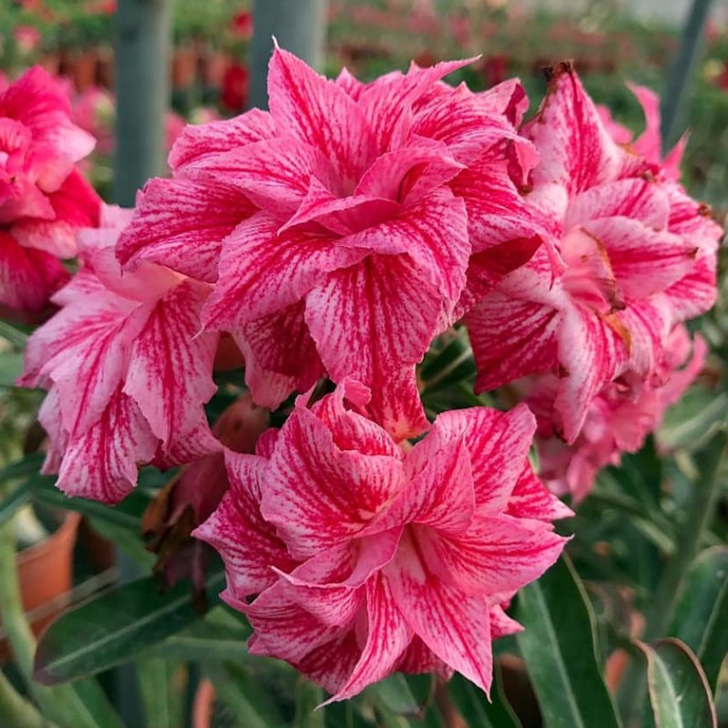 Podadinha - Rosa do Deserto Fall In Love (Pink)