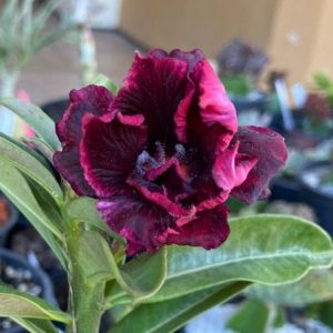 Podadinha - Rosa do Deserto Deusa Grega (Vermelha)