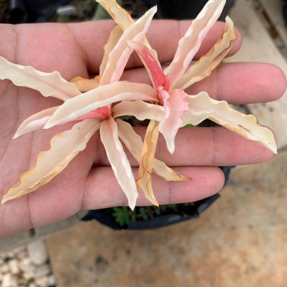 Podadinha - Rosa do Deserto Beauty Variegata