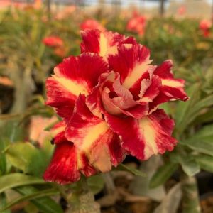Podadinha - Rosa do Deserto Barcelona (Laranja)
