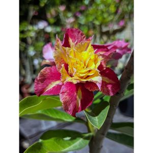 Rosa do Deserto Baby - Rosa do Deserto Genoa - RDF Baby - RDF Fortaleza