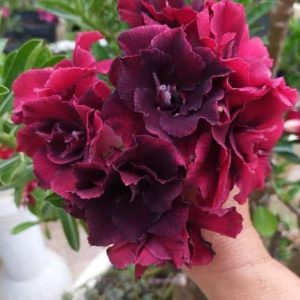 Podadinha - Rosa do Deserto Steel (Negra)