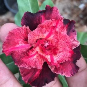 Podadinha - Rosa do Deserto Majestade (Vinho)