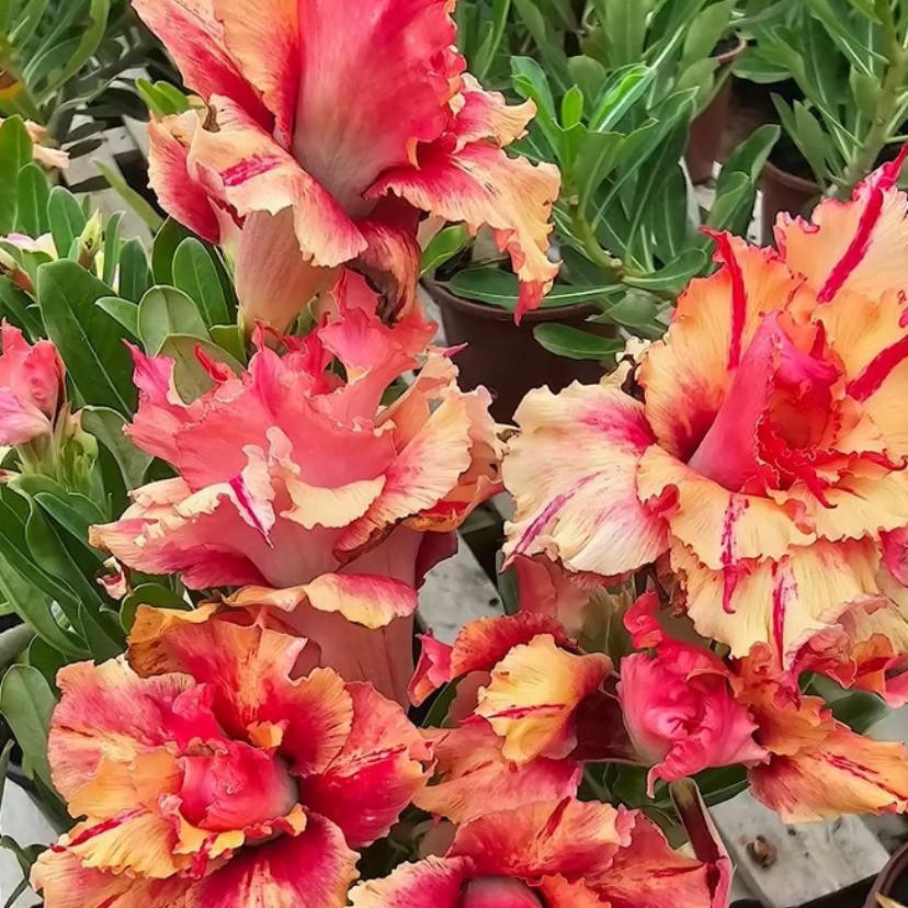 Podadinha - Rosa do Deserto Kr 226 (Laranja)