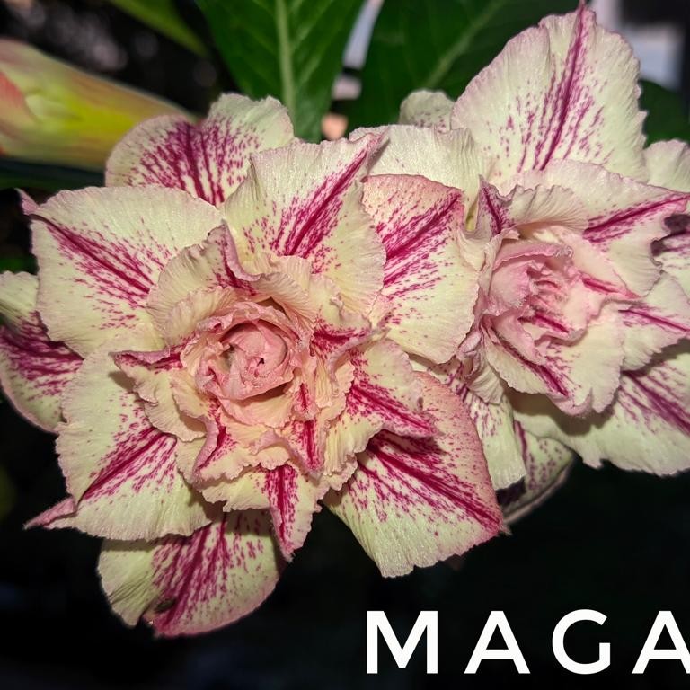 Podadinha - Rosa do Deserto Maga (Branca Florífera)