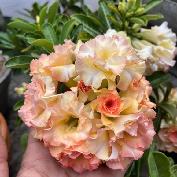 Podadinha - Rosa do Deserto Sol Poente (Laranja)