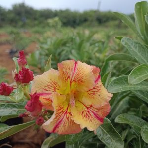 Podadinha - Rosa do Deserto Raizes do Sertão (Amarela)
