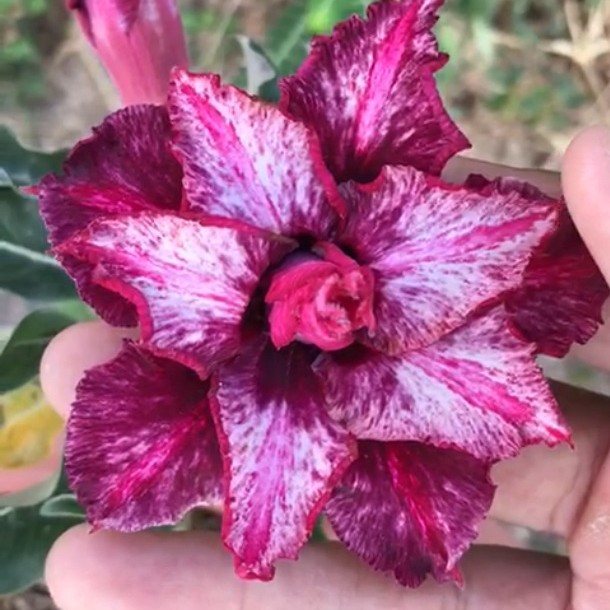 Podadinha - Rosa do Deserto Moisés (Mesclada)