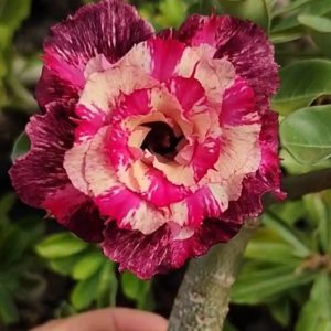 Podadinha - Rosa do Deserto do Deserto LK479