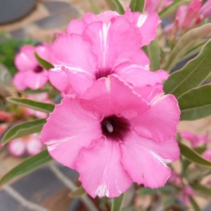 Podadinha - Rosa do Deserto Diamond Ring (Pink)