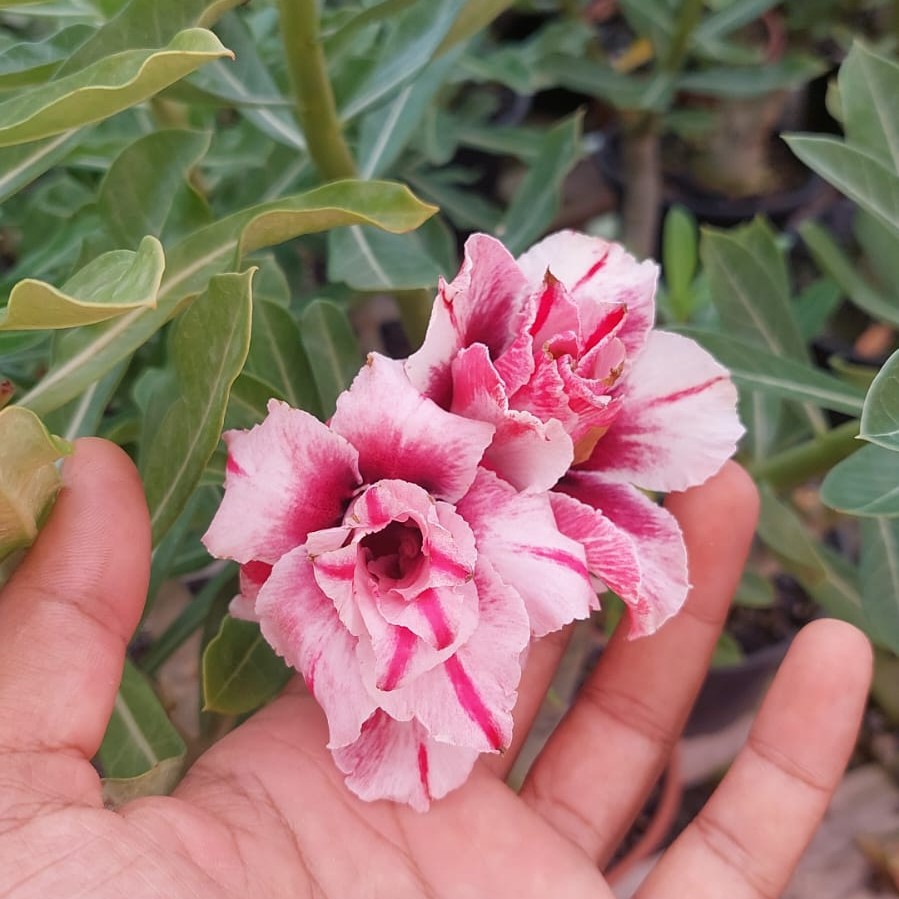 Podadinha - Rosa do Deserto Cachinhos (Mesclada)