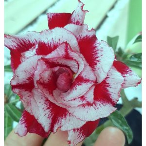 Rosa do Deserto Baby - Rosa do Deserto King - RDF Baby - RDF Fortaleza