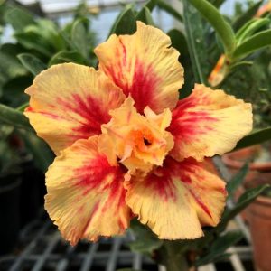 Podadinha - Rosa do Deserto Radiant Star Amarela (Laranja)