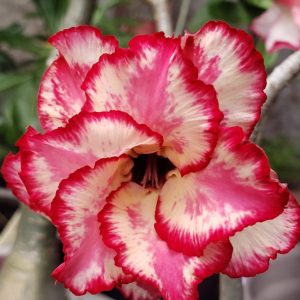 Podadinha - Rosa do Deserto Anny (Mesclada)