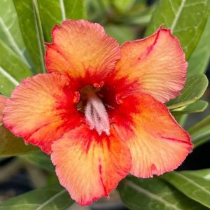 Podadinha - Rosa do Deserto Ruby Elf (Laranja)