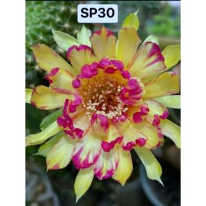 Lobivia Hibridas (SP 30)
