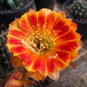 Lobivia Hibridas (WS 63)
