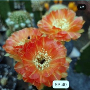 Lobivia Hibridas (SP 40)