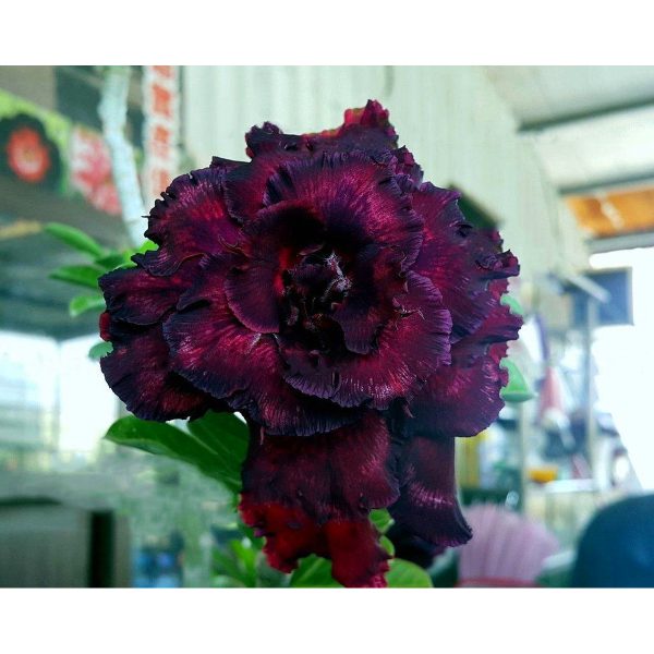Beauty Witch (Vinho Florífera)