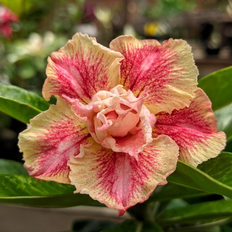 Podadinha - Rosa do Deserto Dream Catcher (Amarela Laranja)